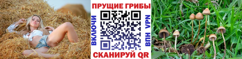 Псилоцибиновые грибы MAGIC MUSHROOMS  Купить  Сураж 